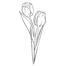 coloring page: The outlines of two tulips with leaves for coloring