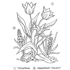 coloring page: Coloring with tulips and mouse hyacinth
