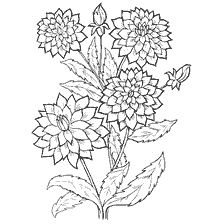 coloring page: Coloring dahlia flowers