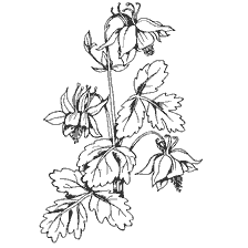 coloring page: Black and white coloring of fuchsia flowers with leaves