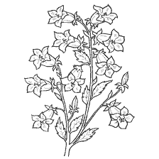coloring page: Drawing of a flower bell for coloring