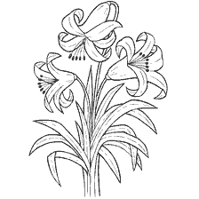 coloring page: Lilies on the coloring book