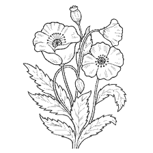 coloring page: Coloring poppy flowers for children