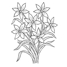 coloring page: Coloring with Narcissus Flowers