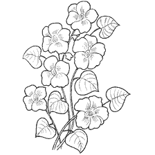 coloring page: Black and white color drawing