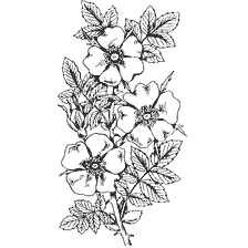 coloring page: Drawing of rosehip flowers with leaves
