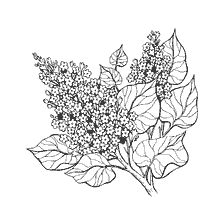 coloring page: Painting of flowering lilac with leaves