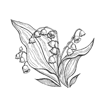 coloring page: Coloring flowers of the lily with detailed leaves and flowers