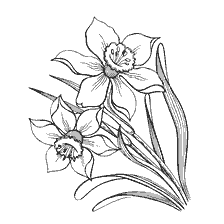 coloring page: Coloring with daffodil flowers