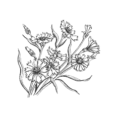 coloring page: Drawing of cornflower flowers called "Vasilek"