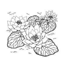 coloring page: Coloring with the image of lotuses on the water