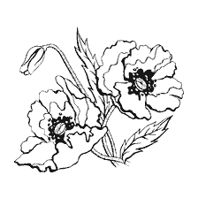 coloring page: Coloring poppy flowers