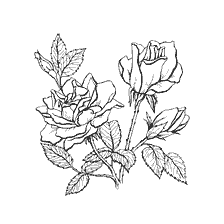 coloring page: Drawing a rose for coloring