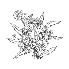 coloring page: Coloring of chamomile flowers