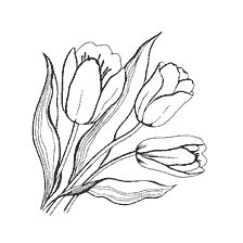 coloring page: Coloring of tulips