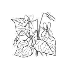 coloring page: Violet - coloring book for children