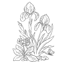 coloring page: Coloring flowers of Primula and Irisov