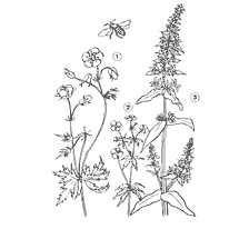 coloring page: Illustration of flowers: Geran meadow, Kalgan and Derbennik