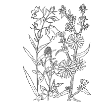 coloring page: Flower drawing: Bell, Clover and Chicory
