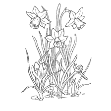 coloring page: Coloring picture of crocuses and daffodils