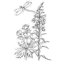 coloring page: Painted flowers of a swimsuit and willow tea with the image of a dragonfly.