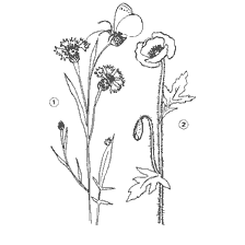 coloring page: Black and white coloring of flowers Vasilek and Mac with numbers