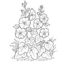 coloring page: Coloring with malva flowers