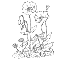 coloring page: Coloring with daisies and poppies