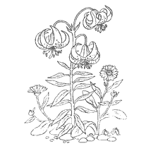 coloring page: Coloring with images of lily flowers and nails