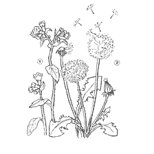 coloring page: Drawing of the blossoms of dandelion and jellyfish