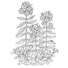 coloring page: Coloring with Flox and Petunia flowers
