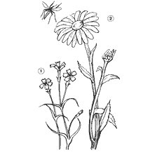 coloring page: Drawing of field and chamomile carnations