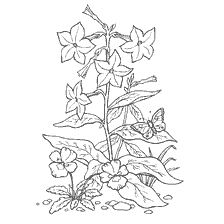 coloring page: Coloring with the image of fragrant tobacco and panty eyes