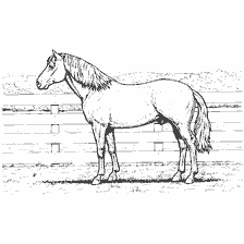 coloring page: Horse in the background