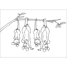 coloring page: Opposums hanging on a branch, from the cartoon Forest Bratva