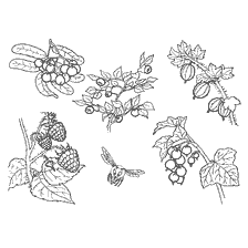 coloring page: Coloring with the image of various berries: cranberries, currants, raspberries, blueberries, arrows