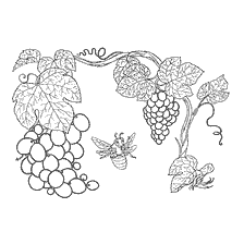 coloring page: Drawing of a vine with clusters of grapes and a bee