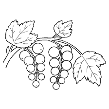 coloring page: Coloring currant berries with leaves