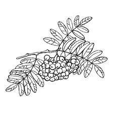 coloring page: Drawing of berries by the ashbrush for coloring