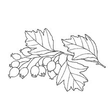 coloring page: Contour coloring of hawthorn berries with leaves