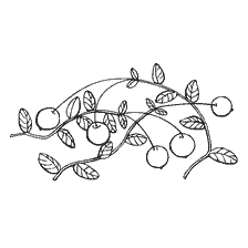 coloring page: Contour image of cranberry berries on a branch