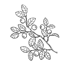 coloring page: Blueberry framing with leaves and berries