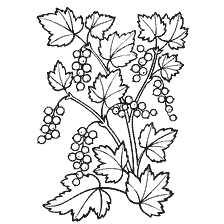 coloring page: Coloring of currant bush with berries