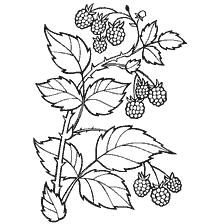 coloring page: Drawing of a raspberry branch