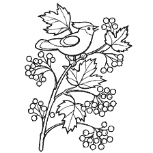 coloring page: Coloring with the image of a branch of a kalina and a bird