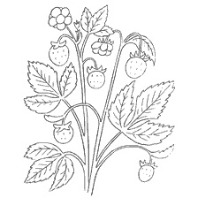 coloring page: Coloring with the image of the strawberry plant with berries and flowers