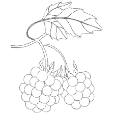 coloring page: Drawing for coloring raspberry berries with leaves
