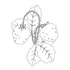 coloring page: Coloring strawberry berries with leaves