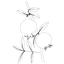 coloring page: Contour image of a pomegranate with leaves for coloring