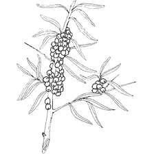 coloring page: Buckthorn plant with berries